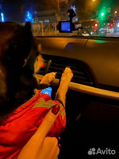 Вязка кобель чихуахуа стандарт