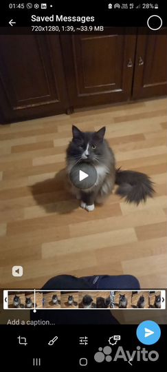 Кот мейн-кун вязка