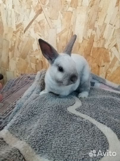 Кролик карликовый Рекс настоящий
