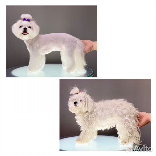 Стрижка Грумер Шпиц Йорк Мальтезе