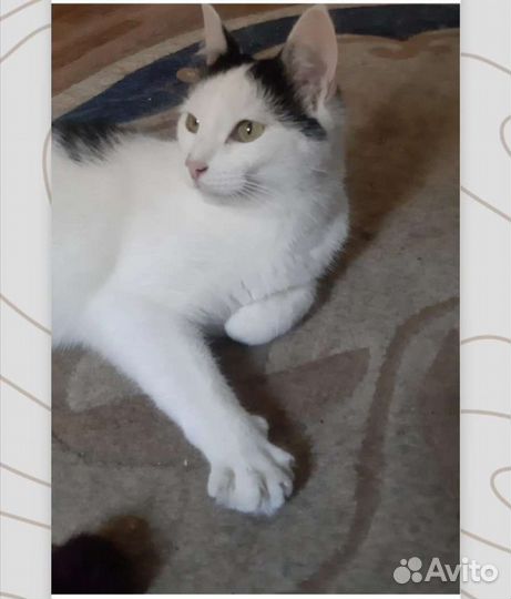 Котик молодой 1 год