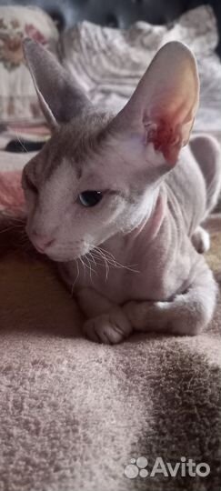 Кошки донской сфинкс