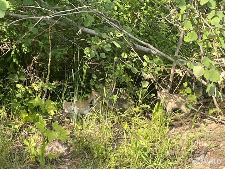 Подарите шанс на жизнь рыжим солнышкам