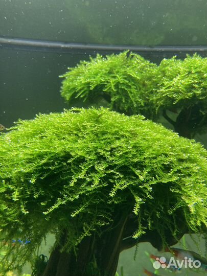 Рождественский мох