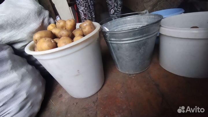 Семенной картофель