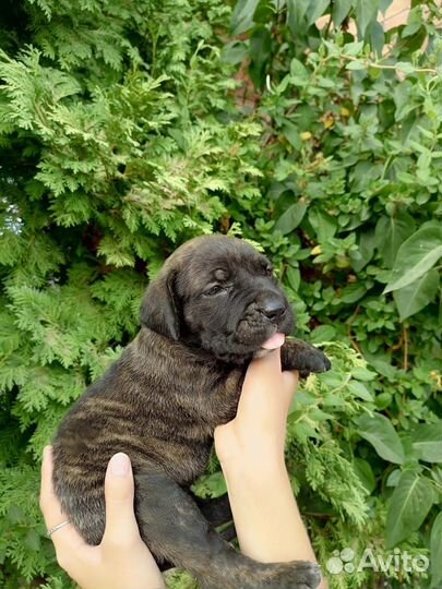 Щенки Кане корсо