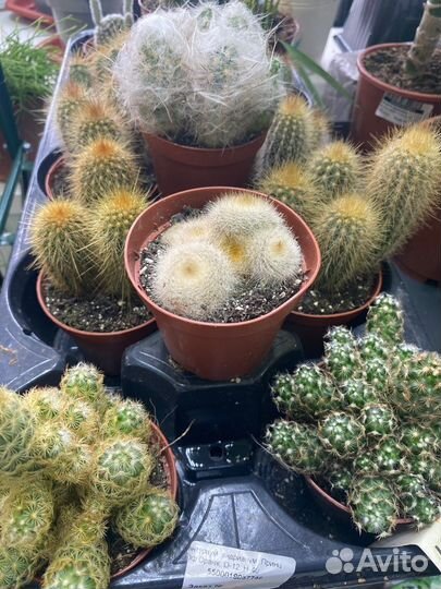 Продам цветы комнатные