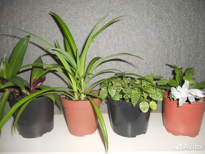 Комнатные цветы