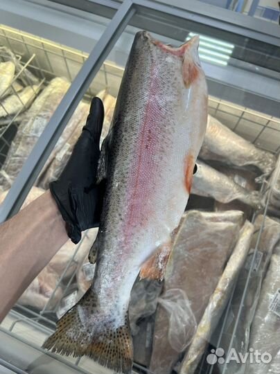 Форель б/г Турция