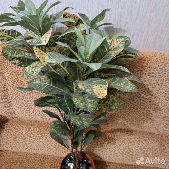 Кротон кодиум искус