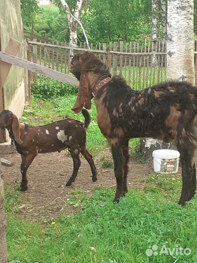 Козел камори