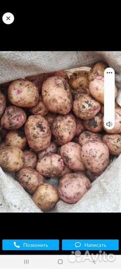 Картофель молодой