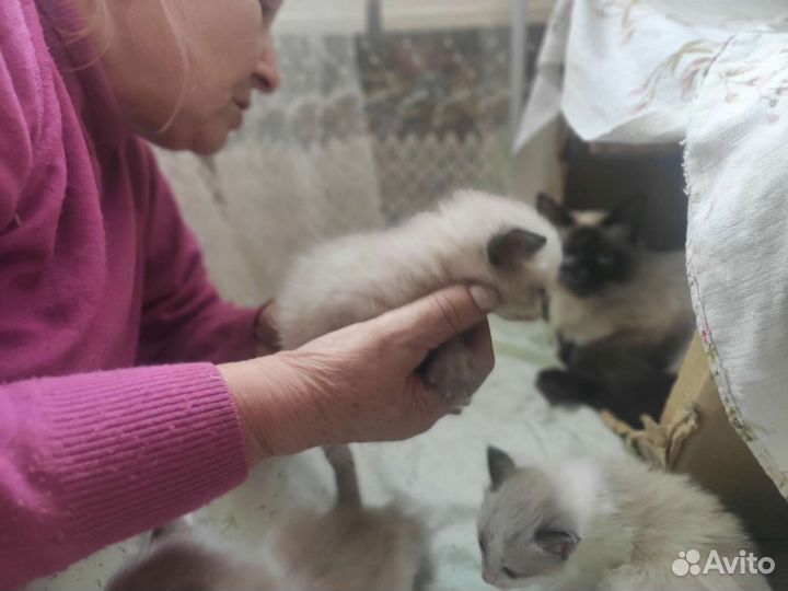 Котята девочки бесплатно