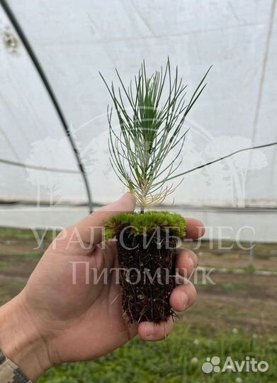 Сеянцы Сосны Горной Мугус с зкс