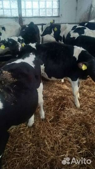 Бычки на откорм