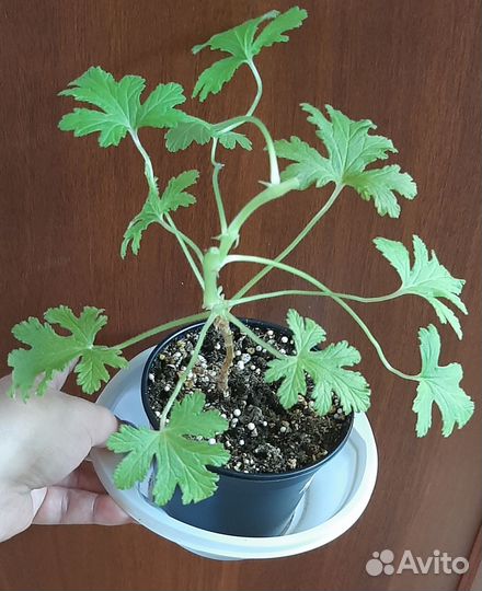 Пеларгонии