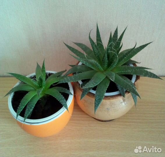 Алое Аристата