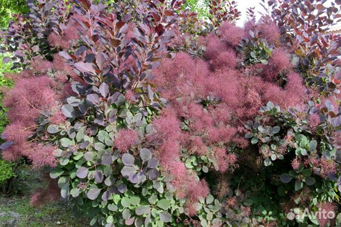 Скумпия кожевенная Royal Purple