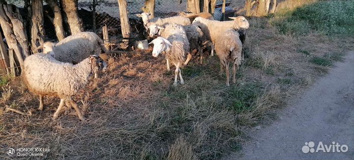 Овцы ягнята