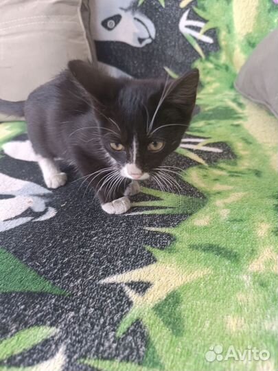 Отдам кошечку