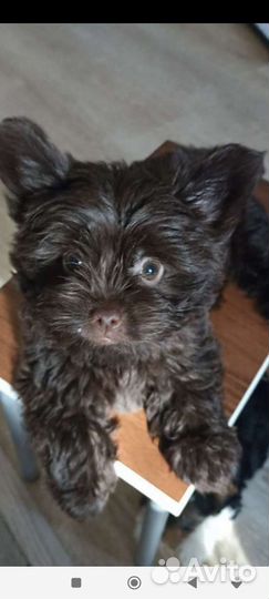 Барни, шоколадный йорк