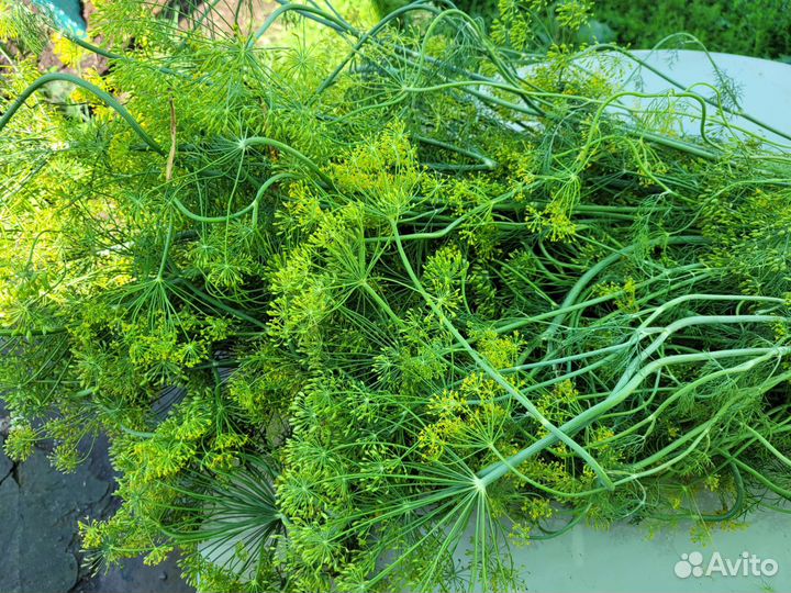 Мята ментоловая