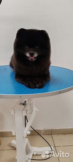 Померанский шпиц вязка кобель