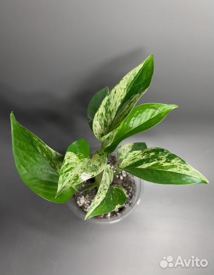 Эпипремнум марбл квин, себу блю, пиннатум, нджой