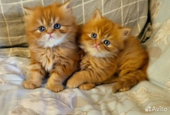 Персидские котята