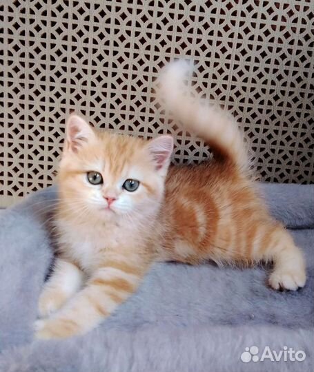 Котята золотая шиншилла