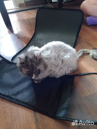 Кошка найдена