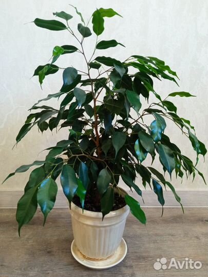 Продам цветы комнатные