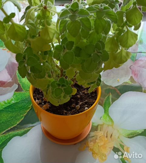 Плектрантус