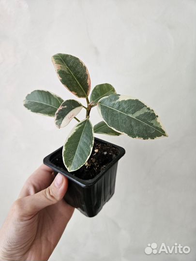 Сингониум, хойя, фикус, сциндапсус