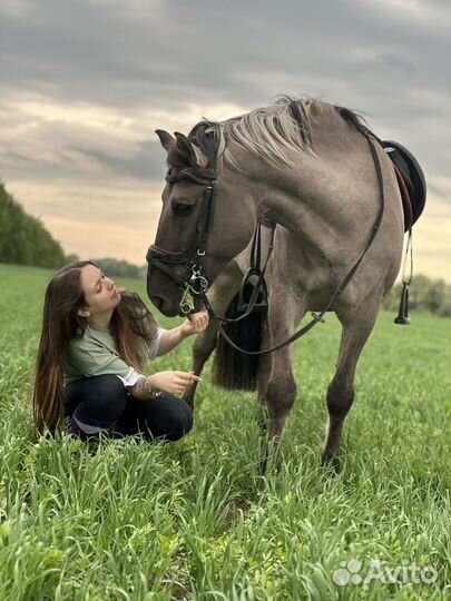 Лошадь мерин в аренду