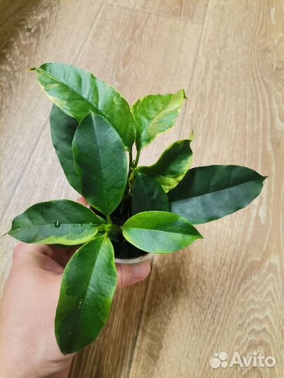 Комнатные цветы, хойя