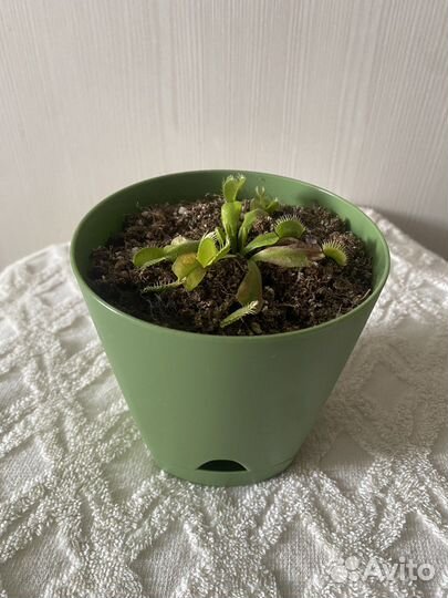 Венерина мухоловка (Дионея Мусципула)