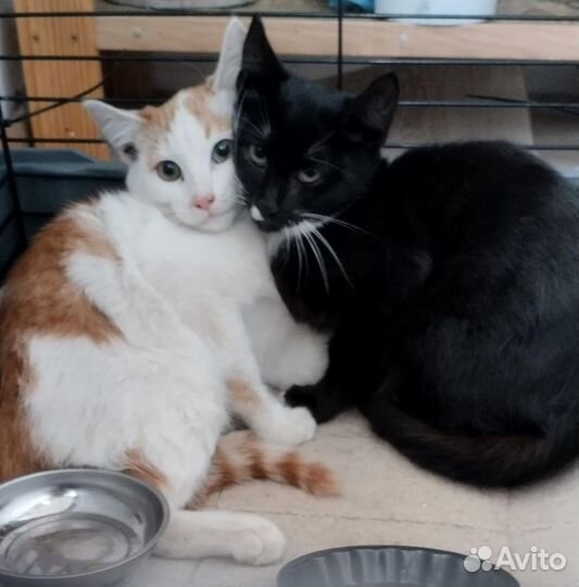 Котята мальчики в добрые руки