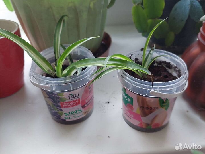 Хлорофитум