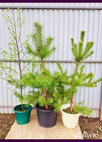 Ели Сосны Березы саженцы с доставкой