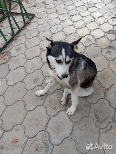 Сибирский хаски