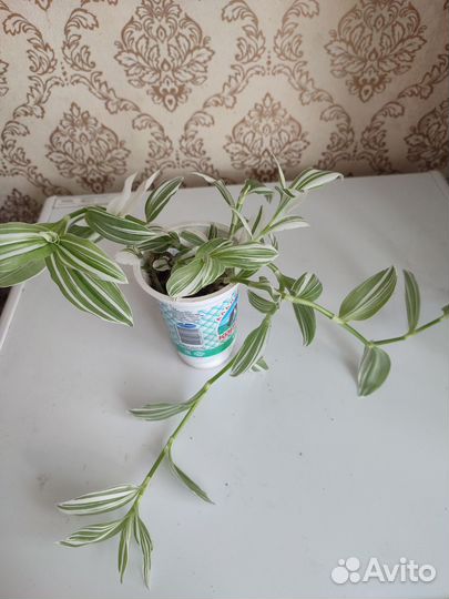 Традесканция зебрина