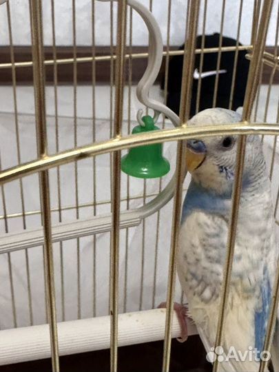 Волнистый попугай