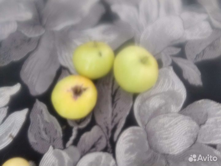 Яблоки