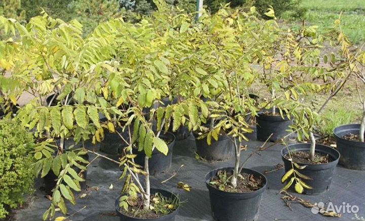 Маньчжурский орех