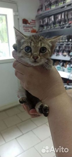 Три котенка