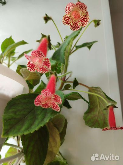 Кроссандра