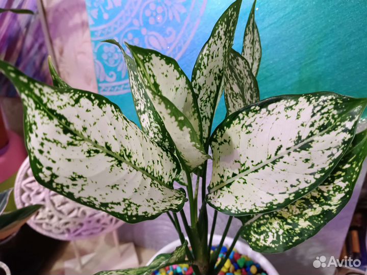 Аглаонема Фёст Даймонд цветы комнатные