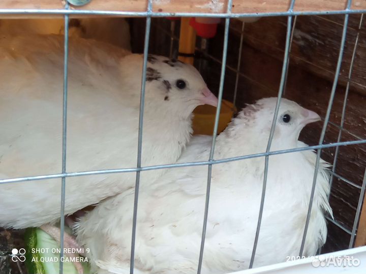 Перепелки несушки