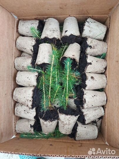 Саженцы сосны и ели окс оптом